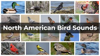 North American Bird Sounds  Compilation [upl. by Aramanta]