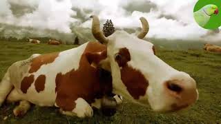 COW VIDEOS COWS GRAZING IN A FIELD COWS MOOING  Cow Video [upl. by Lepley]