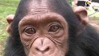 Chimp Rescued After Her Mom Taken By Poachers  The Dodo [upl. by Valley]